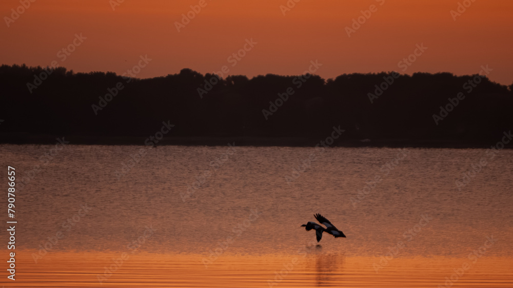 Obraz premium Birds in the first light