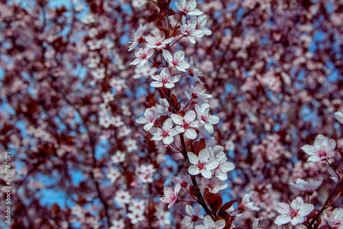 Beautiful blooming cherry tree branches with pink flowers growing in a garden. Spring nature background