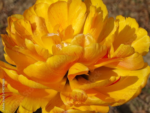 Zbli  enie na wyj  tkowy kwiat       tego tulipana
