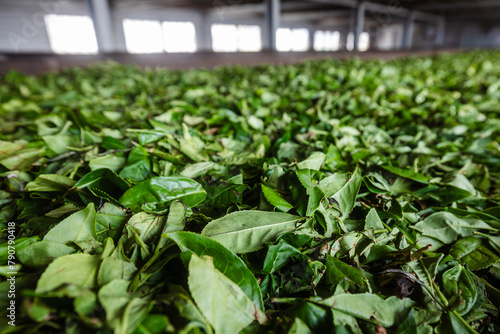 Drying tea leaves during producing process in tea factory in Sri Lanka..