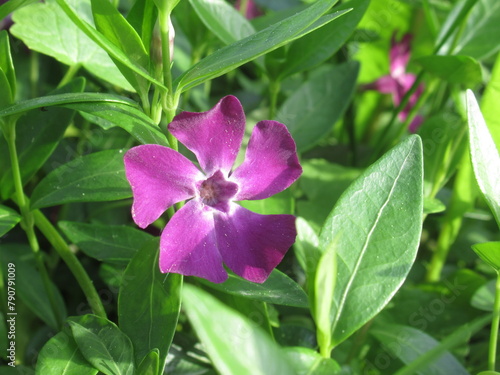 Zbliżenie na fioletowy kwiat rośliny z gatunku Vinca minor