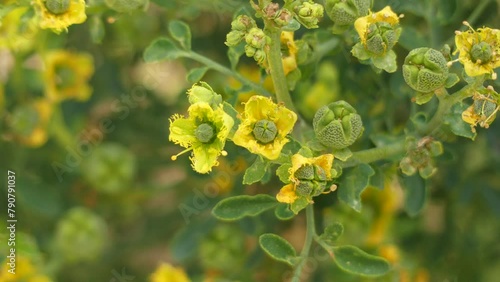 Ruta chalepensis, Rutaceae photo