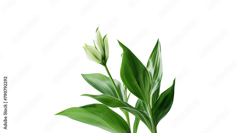 green plant isolated on background