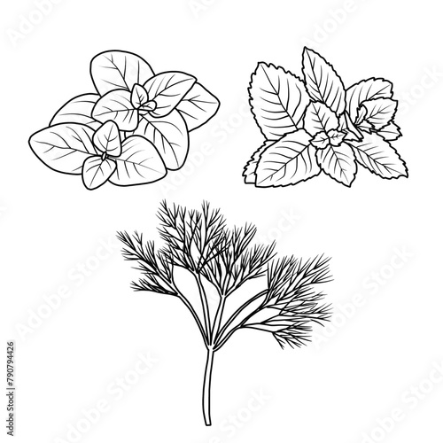 Vector illustration Set of herbs leaf hand drawn sketch, culinary herbs and spices line art, Containing Oregano, Mint, Dill isolated on white background, For kids coloring book.