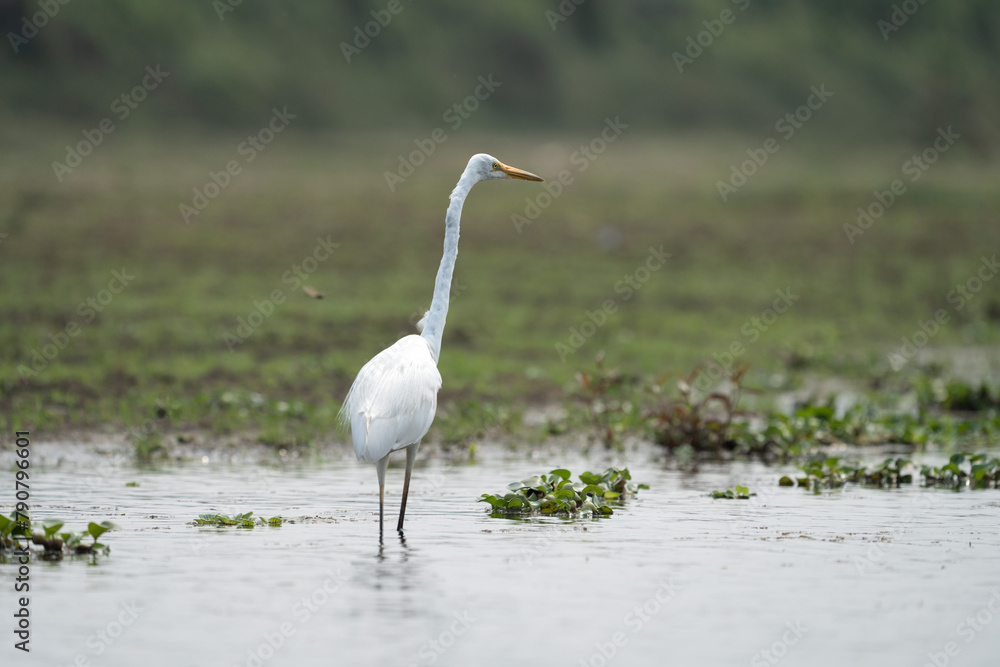 Obraz premium Great Egret in the River
