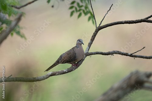 Spotted Dove on a Branch