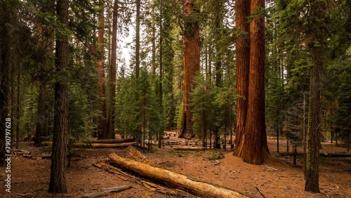 Sequoia National Park Timelapse: 4K Video of General Sherman Tree photo