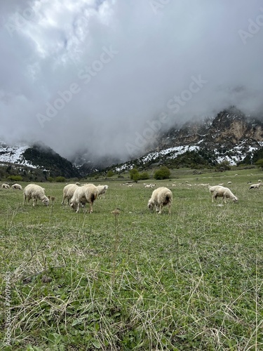 A flock of sheep grazing in the mountains against the backdrop of the Caucasus Mountains. Ingushetia, Caucasus, Russia. Beautiful spring landscape. A sheep with a lamb on a mountain slope. © Виктория Балобанова