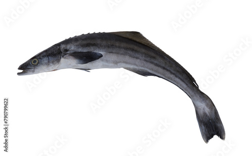 Сobia fish isolated on white photo