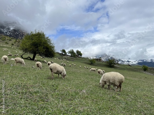 A flock of sheep grazing in the mountains against the backdrop of the Caucasus Mountains. Ingushetia, Caucasus, Russia. Beautiful spring landscape. A sheep with a lamb on a mountain slope.