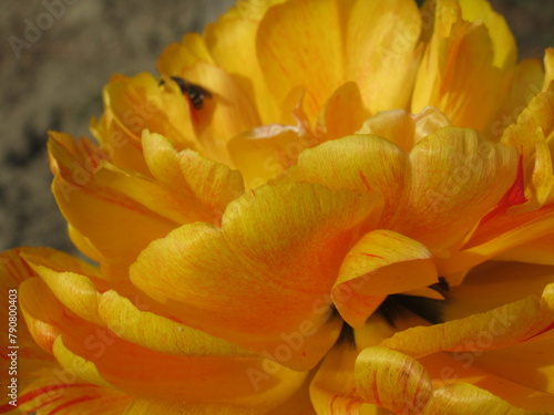 Zbli  enie na wyj  tkowy kwiat       tego tulipana