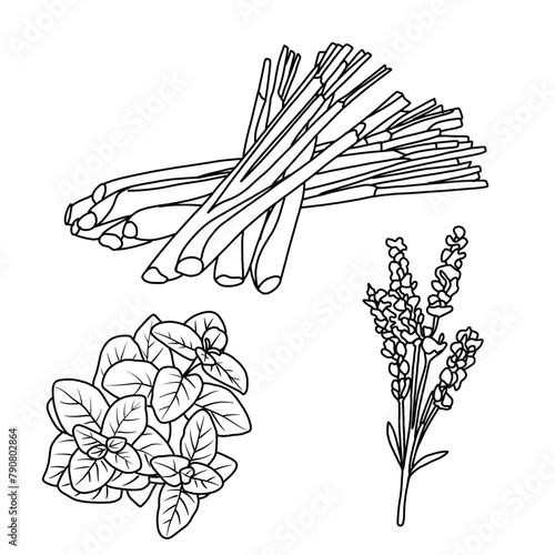 Vector illustration Set of herbs leaf hand drawn sketch, culinary herbs and spices line art, Containing Lemongrass, Marjoram, Lavender, isolated on white background, For kids coloring book.