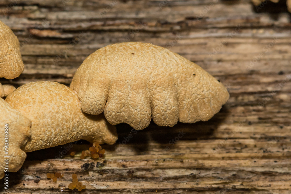 Fototapeta premium Bitter Oyster Fungus - Panellus stipticus
