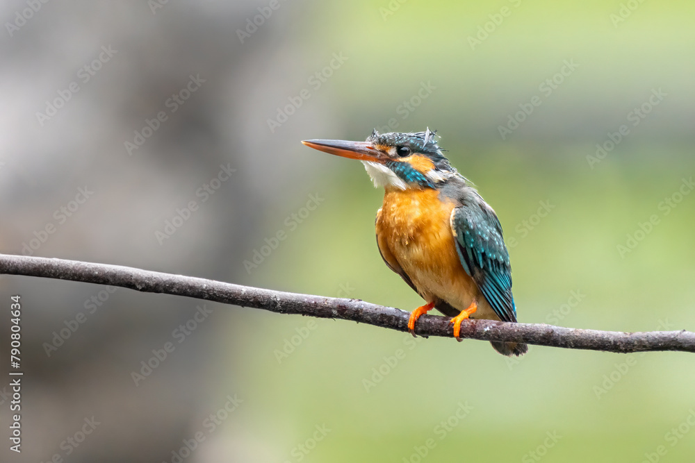 Fototapeta premium Close-up of a blue kingfisher sitting on a branch
