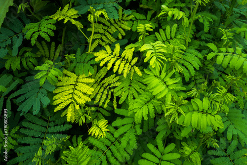 green fern leaves