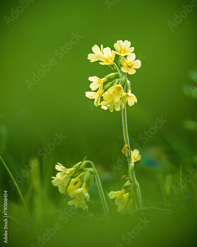 Einzelne Blume in einer Wiese