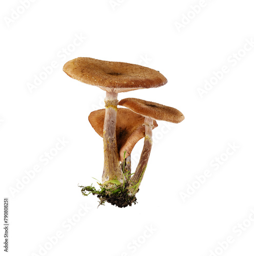Bunch of mushrooms isolated on transparent background. Mushrooms with moss cut out for design.
