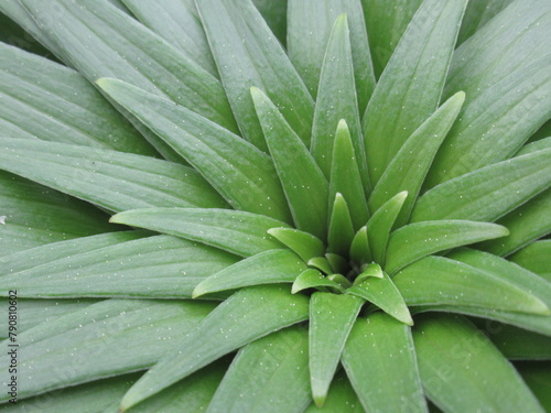 Wallpaper Mural Zbliżenie na młodą rozetę lilii Torontodigital.ca