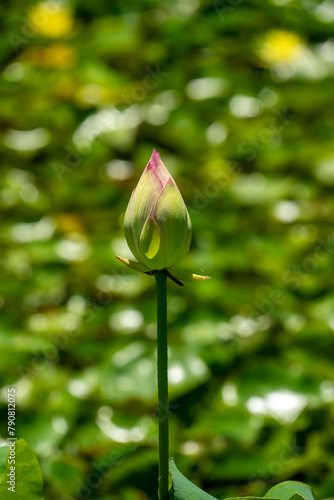 Closed flower bud of a sacred lotus (nelumbo nucifera) with blurred pond in background