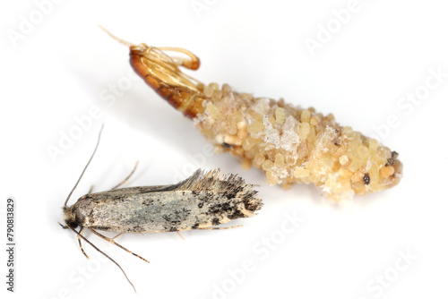 Nemapogon granella (European grain worm or European grain moth) is a species of tineoid moth. Moth and cocoon and abandoned pupa. Isolated on a white background. photo