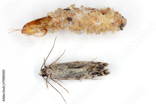Nemapogon granella (European grain worm or European grain moth) is a species of tineoid moth. Moth and cocoon and abandoned pupa. Isolated on a white background.