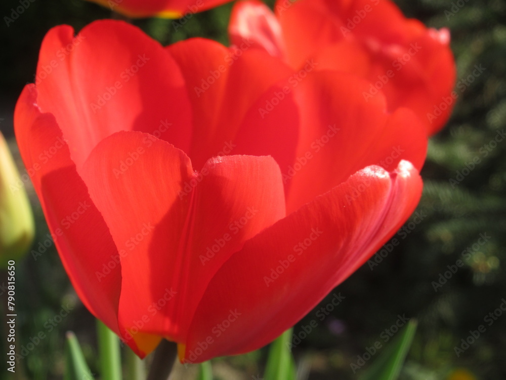 Zbliżenie na wyjątkowy kwiat czerwonego tulipana Zbliżenie na wyjątkowy kwiat czerwonego tulipana