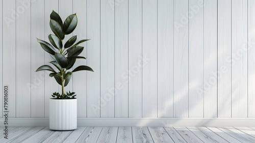 白い壁と観葉植物
