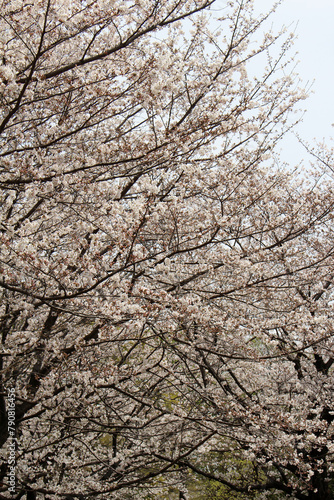 Cherry trees with cherry blossoms and trees with fresh green leaves background
