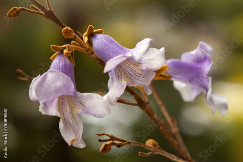 Fioletowe kwiaty - Paulownia.