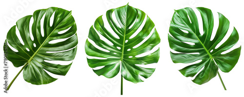 Set of monstera leaves cutout on transparent background photo