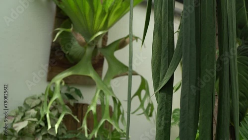 tropical garden hangin plants, anthurium vittariifolium zoom out to platycerium  photo