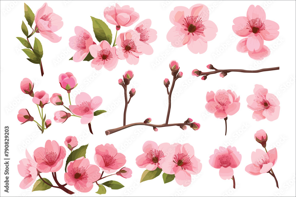 Cherry blossom branch, Spring cherry blooming flowers, Sakura Blossom, Pink cherry blossoms and leaves bouquet, Set of watercolor design cherry blooming flowers
