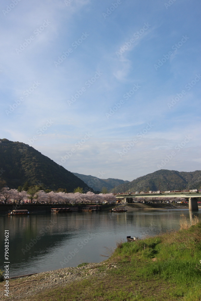 『錦帯橋とサクラ』桜アップ 日本観光　山口県岩国  #日本観光　Kintai Bridge 　