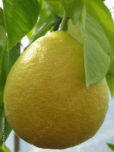 Zbliżenie na żółty owoc cytryny