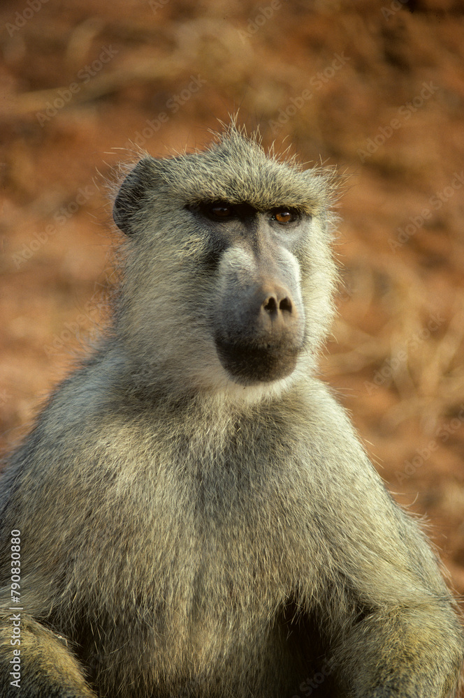 Babouin jaune,.Papio cynocephalus, Babouin cynocéphale, Afrique de l Babouin jaune,.Papio cynocephalus, Babouin cynocéphale, Afrique de l