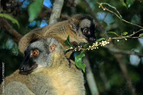 Lemur fauve à front roux, Eulemur fulvus rufus, Femelle et jeune, Madagascar photo