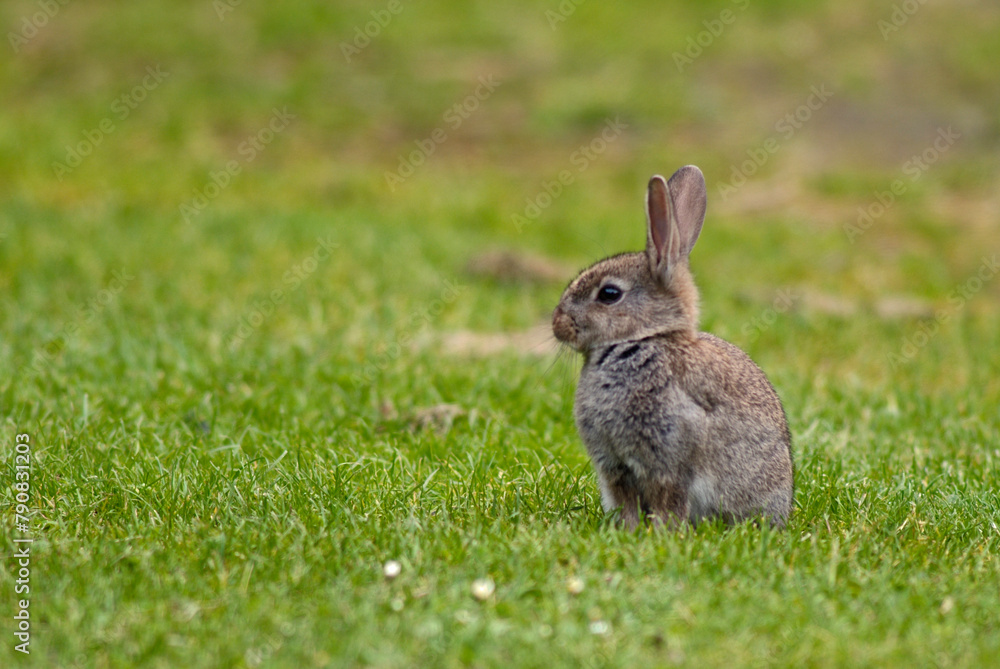 Lapin de garenne, Oryctolagus cuniculus Lapin de garenne, Oryctolagus cuniculus
