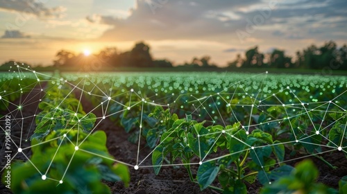 Green plants growing in a field with a sunset in the background.