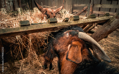 Goats eating hay in barn at farm.