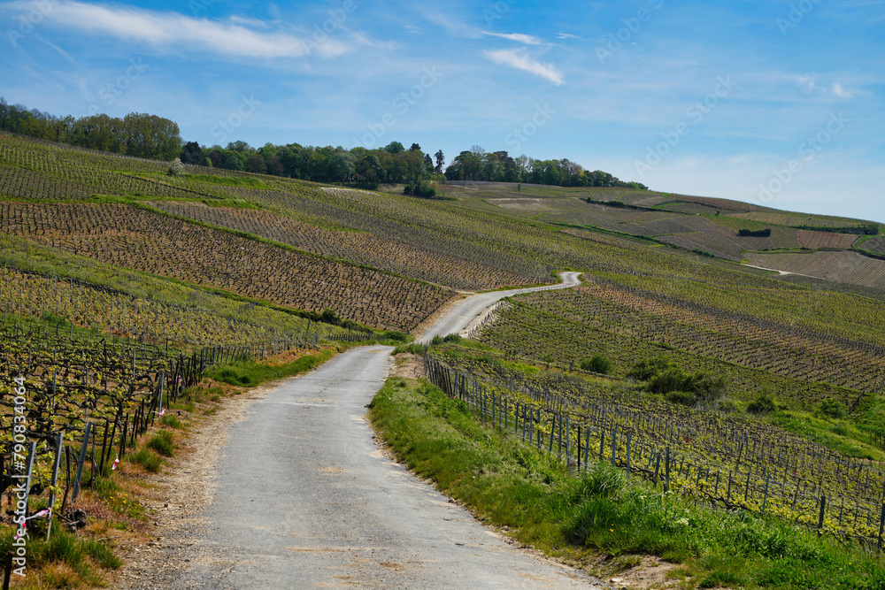 Champagne vineyards in early spring.