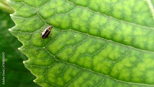 inseto besouro = Coleoptera photo