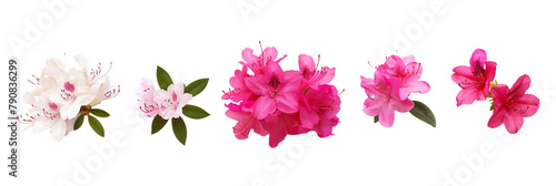 set of azaleas, bright and flowering, isolated on transparent background