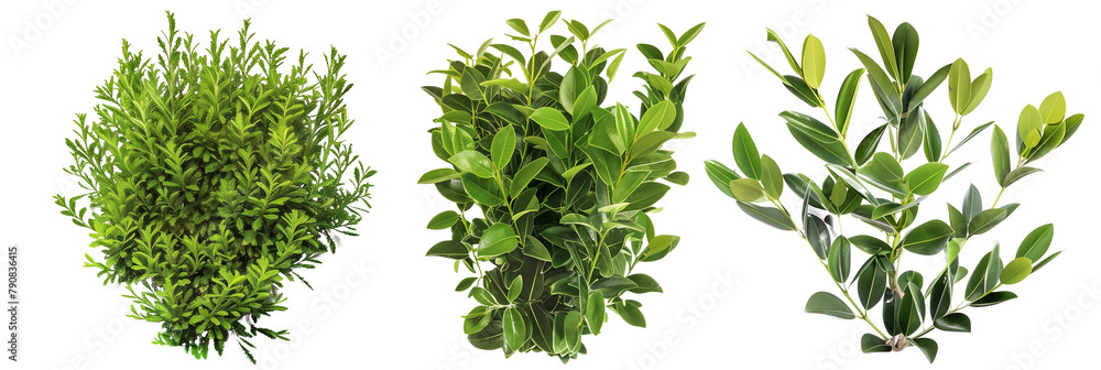 Naklejka premium set of laurel bushes, glossy and green, isolated on transparent background