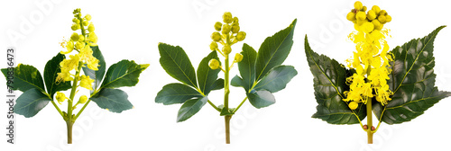 set of mahonia plants, with yellow flowers, isolated on transparent background photo