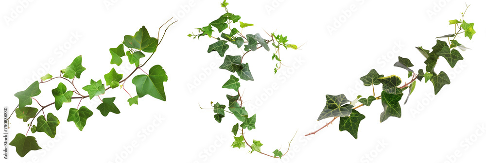 set of English ivy, climbing and verdant, isolated on transparent background