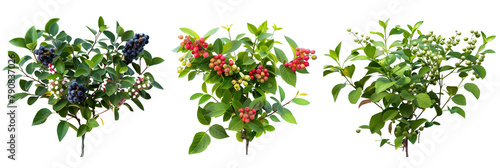 set of huckleberry bushes, fruit-laden, isolated on transparent background
