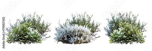 set of oleaster bushes, with silvery leaves, isolated on transparent background photo