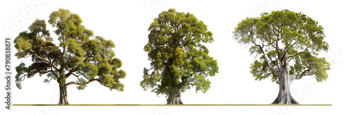 set of kauri, ancient and massive trees from New Zealand, isolated on transparent background photo