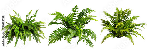 set of Christmas fern, showcasing their perennial green fronds, isolated on transparent background photo