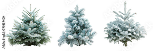 set of blue spruce, showcasing their unique silvery-blue needles, isolated on transparent backgroun photo